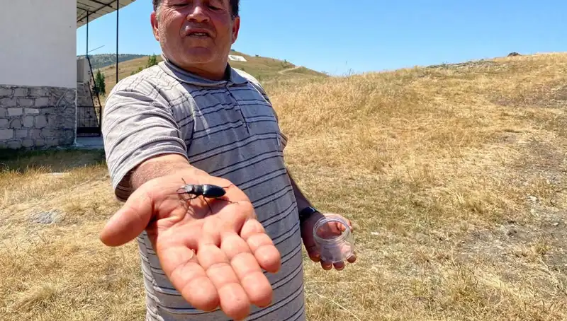Sivas'ta Görülen Zararlı Böceği Öldürmenin Cezası 557 Bin TL!