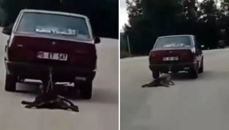 Otomobilin Arkasına Bağlı Köpek, Sokaklarda Sürüklenerek Tehlike Yarattı