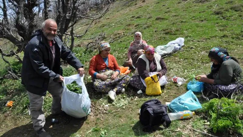 Türkiye'nin Doğasında 5 Saat Yürüyerek Topladıkları: Kilosu 250 Lira!
