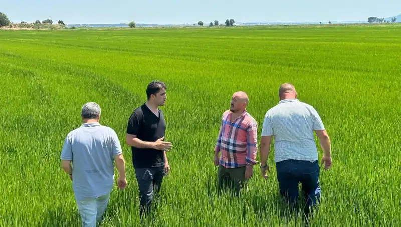 Çeltik Tarlaları, Yeşil Denize Dönüşüyor: Rekor Hasat Beklentisi