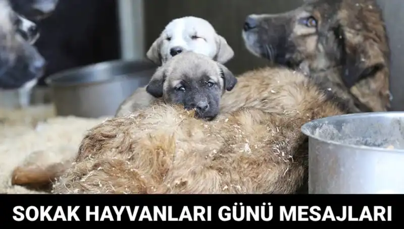 Dünya Sokak Hayvanları Günü: Unutmayalım, Onların Da Bir Hikayesi Var!