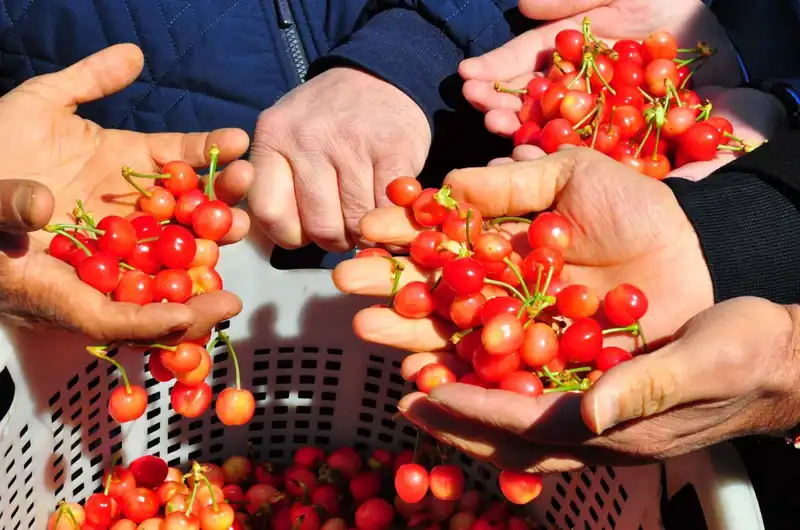 İlk Hasadı Yapılan Ürün, Kilosu 3.500 TL'den Satıldı! Bu Bir Rekor Mu?