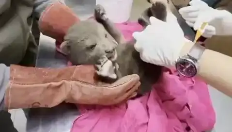 Karabük'te Yavru Bozayı Bulundu: Doğanın Gizemleri Yeniden Gün Yüzüne Çıkıyor