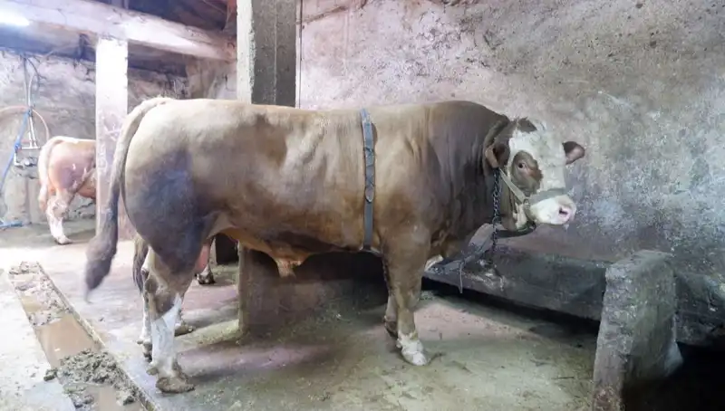 1 Ton 200 Kilogramlık Eşya Alıcı Buldu: Fiyatta Şaşkınlık Yaratan Detaylar