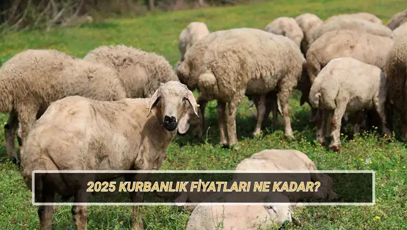 2025 Kurbanlık Fiyatları: Büyükbaş ve Küçükbaş Hayvan Fiyatları Nedir?