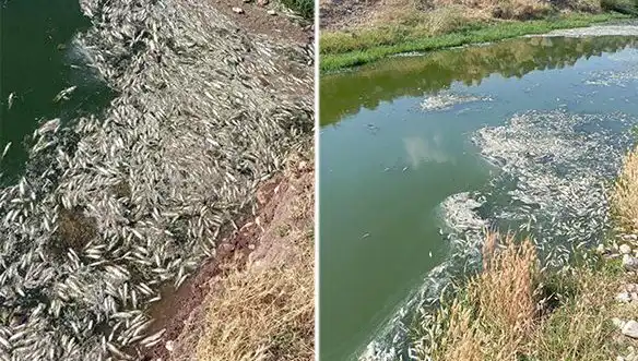 Karasu Çayı'nda Şok Edici Balık Ölümleri Üzerine İnceleme Başlatıldı