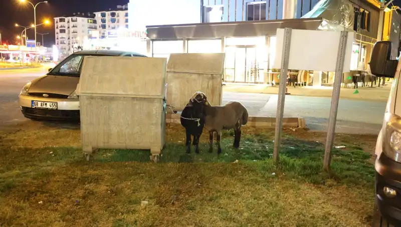 Yola Düşen "Mor Karaman" Koyunlar Ne Olacak? İşte Gezici Hayvanların Hikayesi!