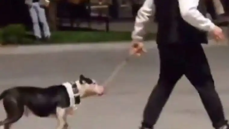 Ağızlıksız Pitbull’ün Saldırısı Sahibini Cezaya Soktu