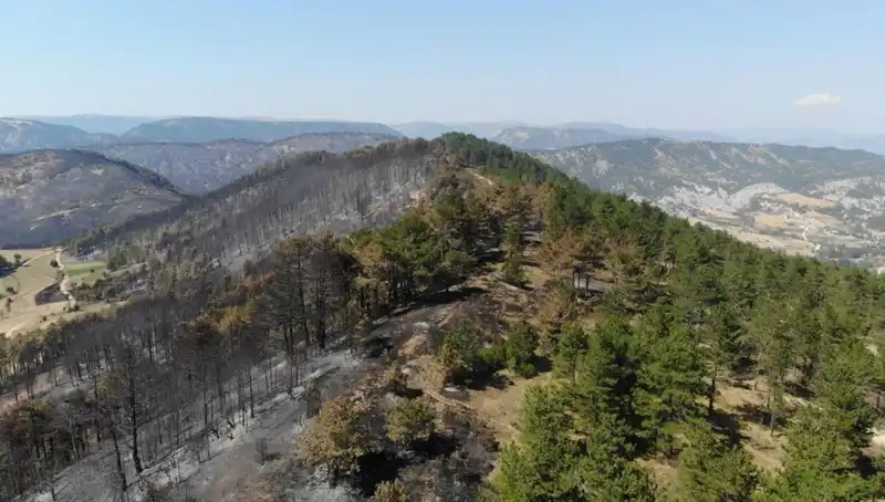 Bolu'ya 5 Milyondan Fazla Fidan Dikilecek: Doğayı Yeşerten Proje