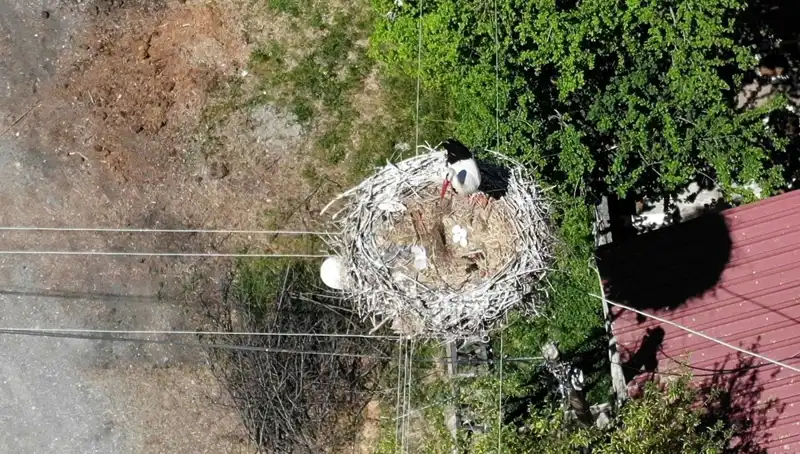 Baharın Müjdecisi Kuşun Efsanevi Yolculuğu: 22 Yıl Sonra Aynı Yuvaya Döndü