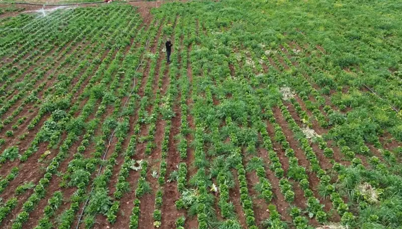 Marul Hasadına Kuraklık Darbesi: Üreticiler Ne Yapacak?