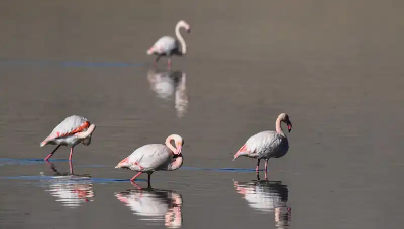 Kuş Cenneti Kuraklıkla Yüzleşiyor: Flamingo Popülasyonu Tehdit Altında