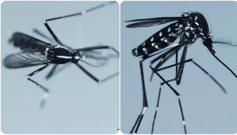 Chikungunya Virüsü Nedir? Belirtileri ve Görüldüğü Ülkeler!