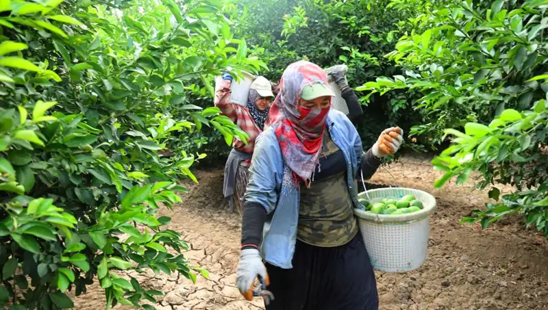 Markette Kilo Fiyatı 150 Liranın Üzerine Çıktı: Düşüş İçin Hasat Zamanı