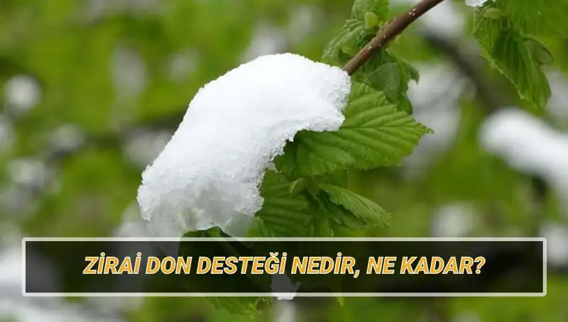 Zirai Don Desteği: Hangi İllere Ne Kadara Kadar Yardım Yapılacak?