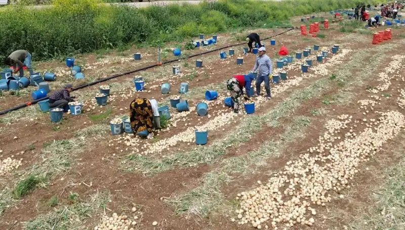 Soğan Hasadı Başladı, Piyasalarda Fiyat Düşüşü Nedenleri
