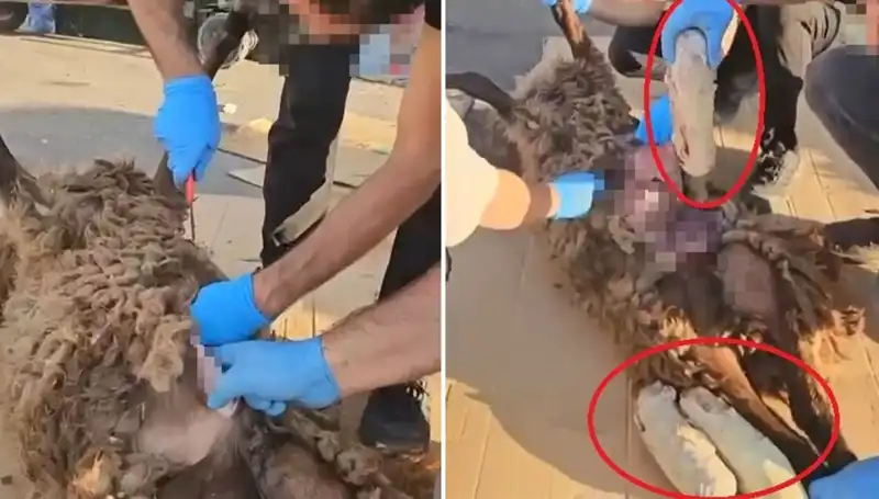 Zehir Tacirlerinin Son Oyunu: Ölü Koyunun Karnında Şok Edici Bulgu