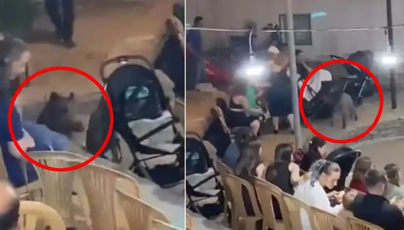 Düğün Töreninde Yaban Domuzu Sürprizi: Paniğe Neden Oldu