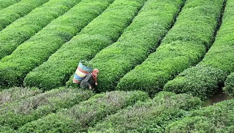 ÇAYKUR, Bayramda da Yaş Çay Alımını Kesintisiz Sürdürecek!