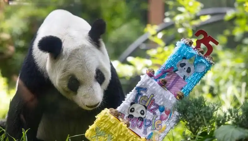 35 Yaşına Giren Dev Panda Xin Xin, Biyolojik Yaşlanma Rekorunu Kırdı