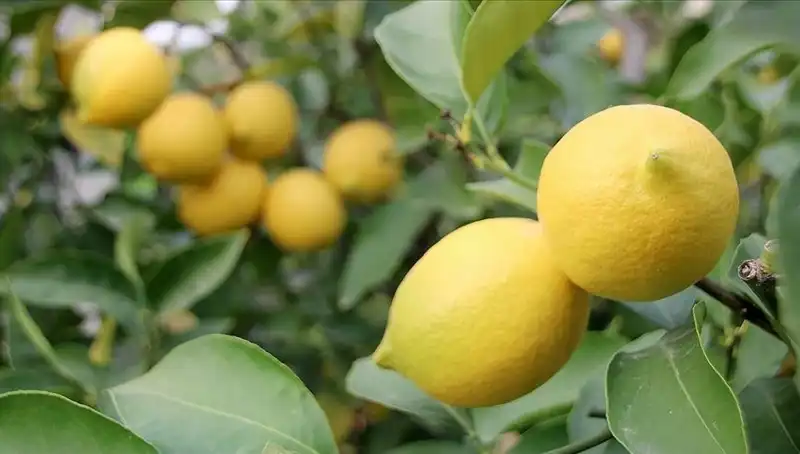 Limonun Fiyatı Neden 24 Liraya Ulaştı? Tüketicileri Bekleyen Sıkıntılar
