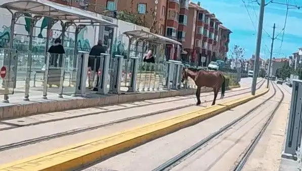 Eskişehir Tramvay Raylarında Başını Boşta Bulan At Şaşkınlık Yarattı