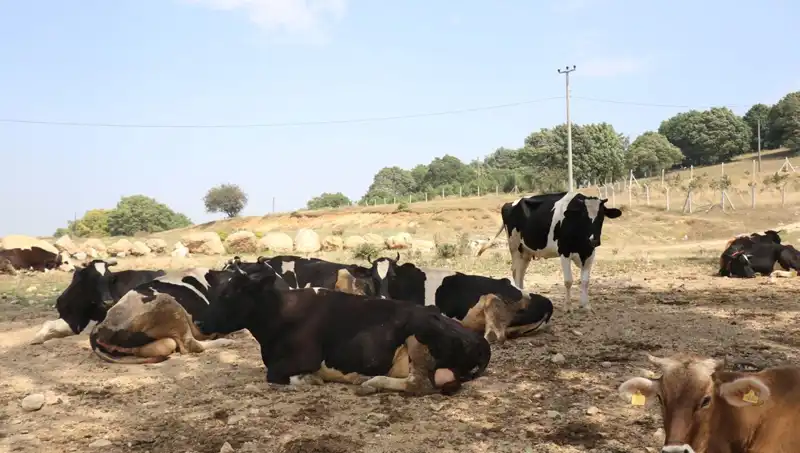 Şap Hastalığına Karşı Acil Tedbirler: 22 Köyde Giriş Çıkış Kısıtlanıyor