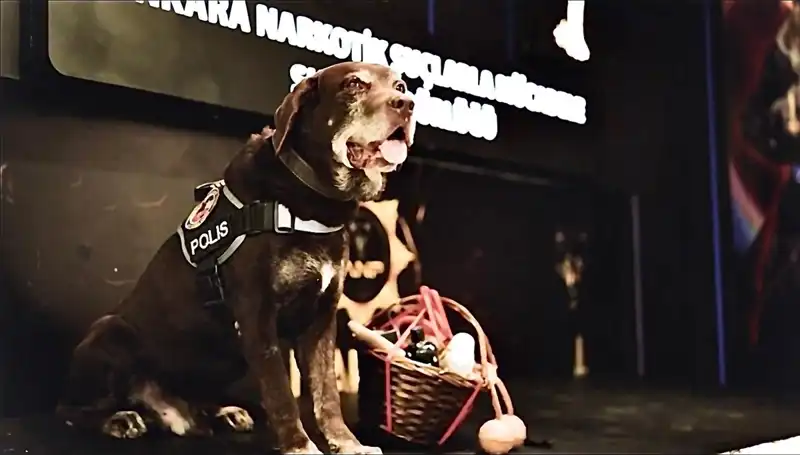 Ankara'nın Kahraman Narkotik Köpeği Toma Emekli Oldu
