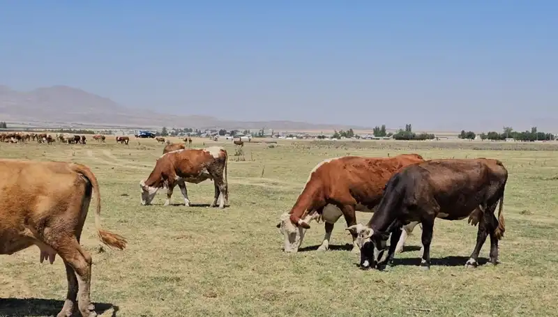 Arin Gölü'ndeki Kuruma: Su Krizi Altyapıyı Tehdit Ediyor