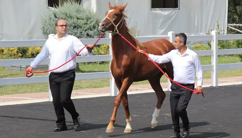 Taşkın Kral: Rekorlar Kıran Doğanın Gücüyle Tanışın!