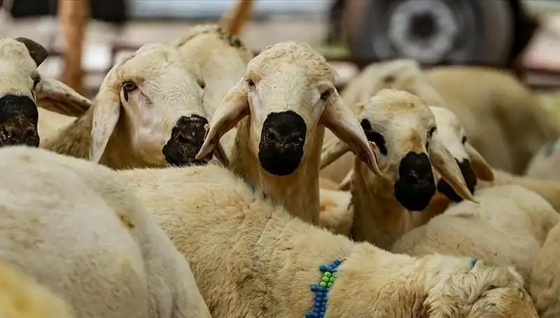 2025 Kurban Bayramı: Kurban Kesmek Farz Mı? İşte Tüm Detaylar